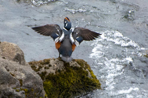 Islande, harlequin plongeur ailes écartées 