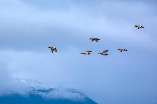 Islande, vol de canards, sur fond de montagne enneigées