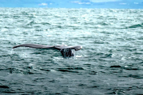 Islande, queue de la baleine 