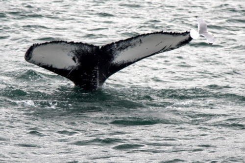 Islande, dessous blanc de la queue de la baleine