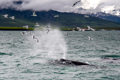 Islande, les oiseaux profitent du Krill rejeté par le souffle de la baleine
