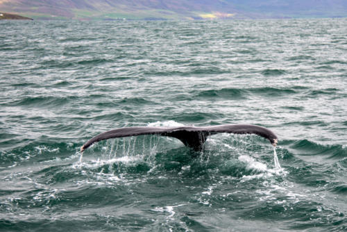 Islande, queue de baleine et cascade d'eau de mer