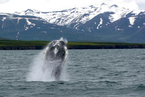 Islande, la baleine sort de l'eau sous nos yeux médusés
