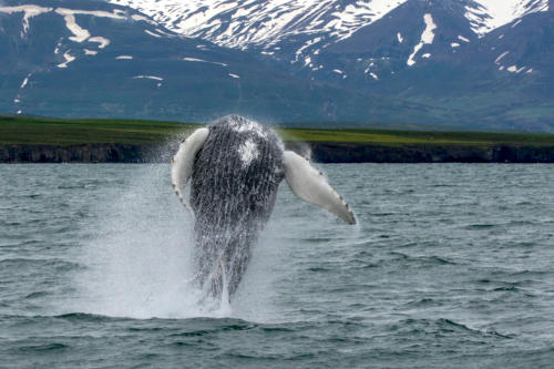 Islande, au plus haut de son saut, la baleine  écarte ses nageoires 