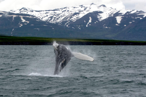 Islande, la baleine commence à se retourner sur le dos