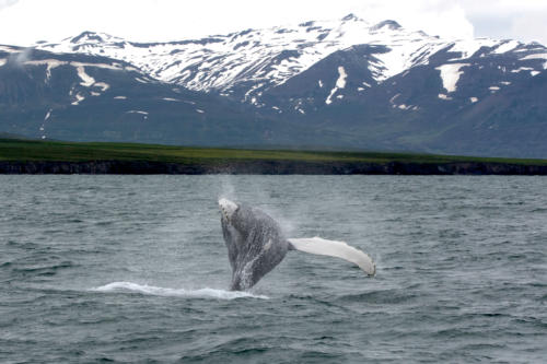 Islande, la baleine est presque à l'horizontal sur le dos