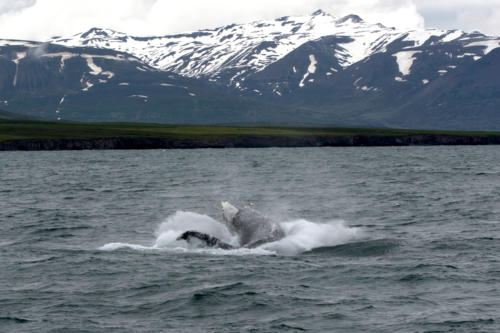 Islande, la baleine retombe dans l'eau presque à plat