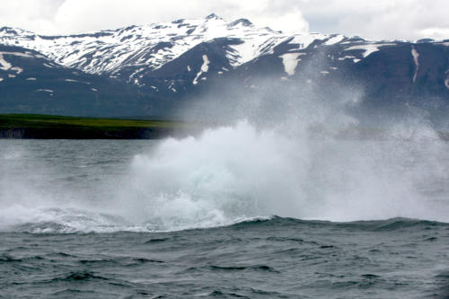 Islande, la baleine s'enfonce dans l'eau dans un grand splash avec force gerbes d'eau