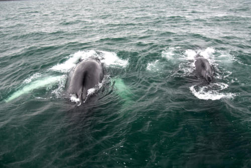 Islande, un couple de cétacés  nagent tout près du bateau