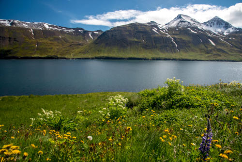 Islande, péninsule de Trollaskagi, les bords fleuri du fjord