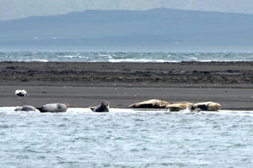 Islande, la péninsule de Vatness, abrite des colonies de phoques 