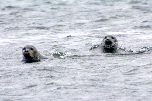 Islande, péninsule de Vatnsnes, ostensiblement curieux, deux phoques s'approchent de nous