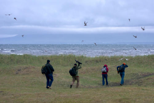 Islande, les sternes défendent âprement leurs nids sur la péninsule de Vatness