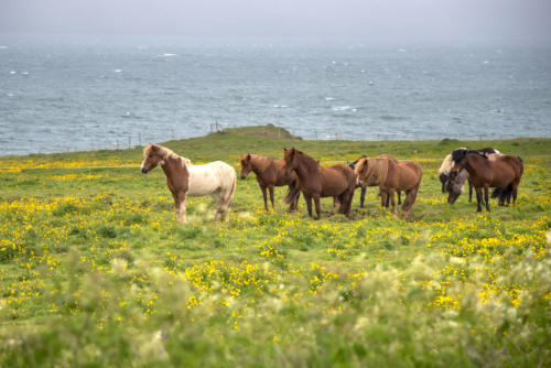 Islande, chevaux islandais à l'ouest de la péninsule de Vatness