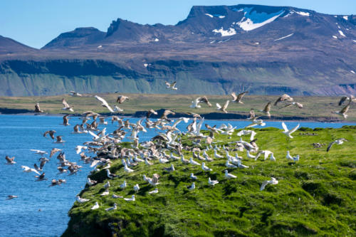 Islande, colonie de goëlands en bord de falaise