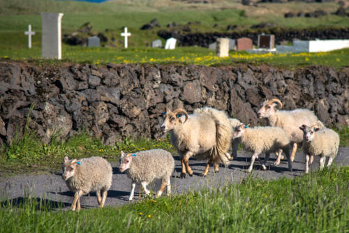Islande, procession de moutons devant l'église le long du cimetière