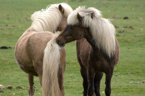 Islande, chevaux