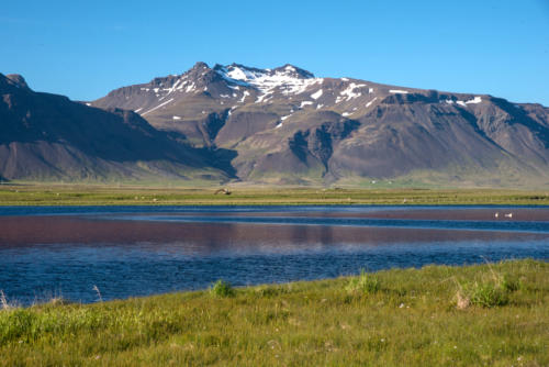 Islande, Péninsule de Snaefellsness, cygnes et algues rouges