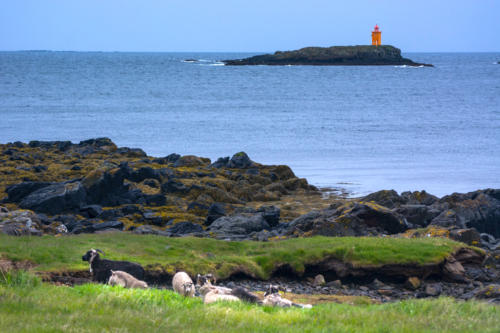 Islande, île de Flattey, moutons devant le phare
