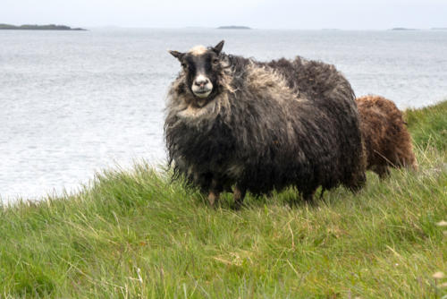 Islande, toison impressionnante pour cette brebis devant l'océan à Flattey