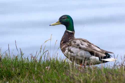 Islande, canard colvert mâle
