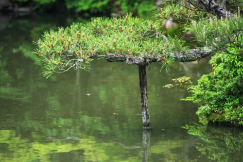 Japon, Kyoto - Temple To-ji