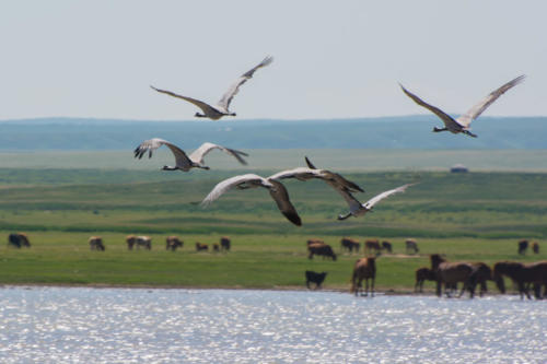 Vol de grues cendrées sur fonde de troupeaux de yacks