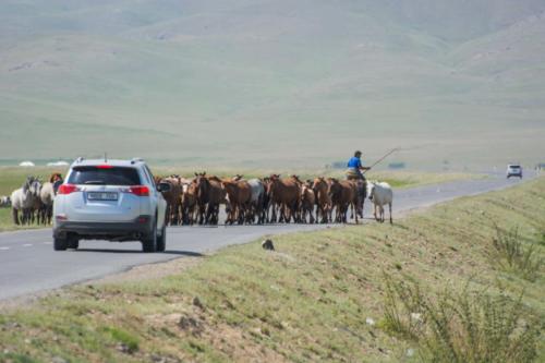 Un éleveur mongol conduisant  son troupeau