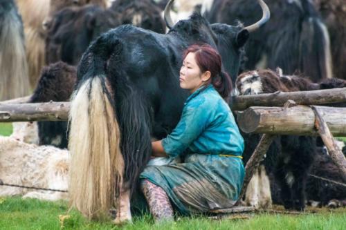 Mongolie, vallée de l'Orkhon. Traite des yaks
