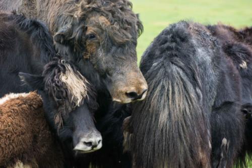 Mongolie-vallée Orkhon, les yacks