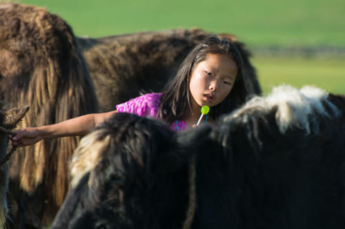Mongolie, vallée de l'Orkhon. Les toutes jeunes filles aident à la traite