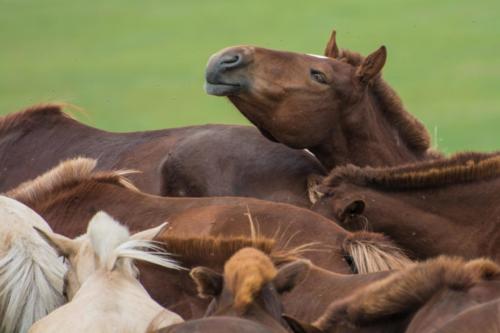 Mongolie- de l'Orkhon à l'Altai, les chevaux bien regroupés