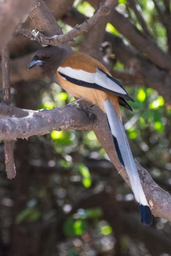 Le témia : bel oiseau coloré dans la forêt de Ranthambore