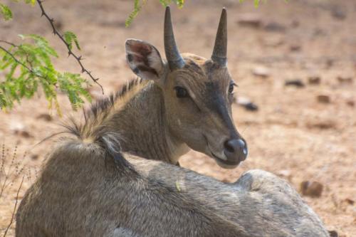 inde-rajasthan-ranthambore-safari-antilope