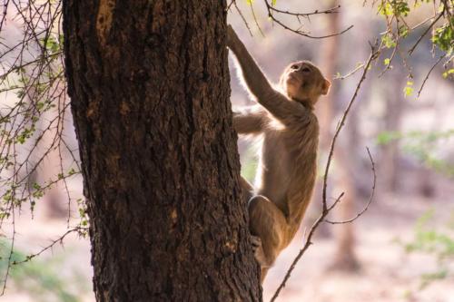 inde-rajasthan-ranthambore-safari-singe macaque