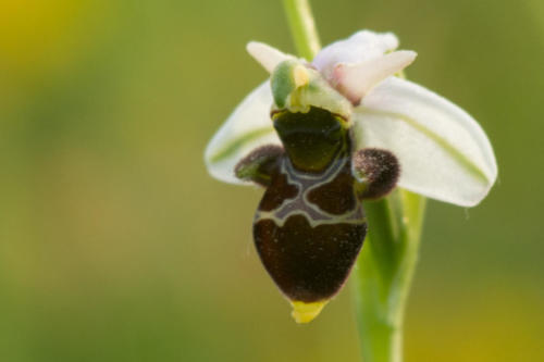 Gers, orchidées