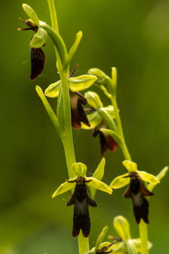 Orchidée sauvage