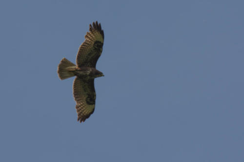 Buse variable  