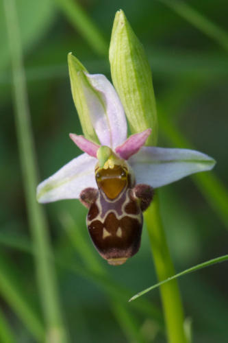 Orchidée sauvage