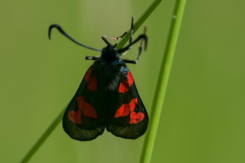 Papillon Zygène