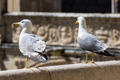 Bélem, Monastère des hiéronymites, pigeons dans le cloître