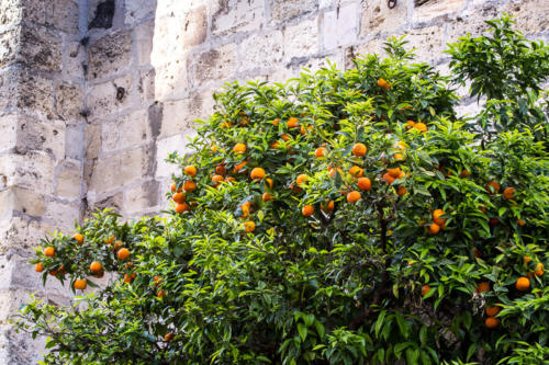 Orangers au pied de la cathédrale de Sé