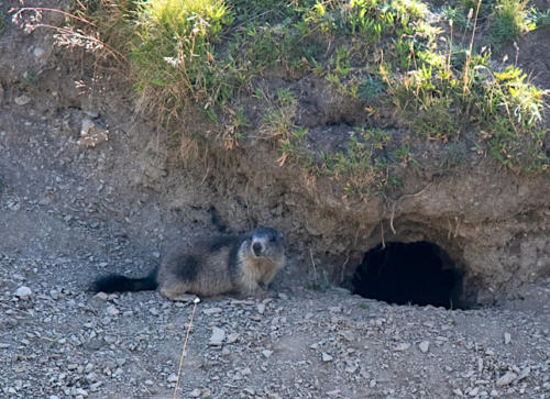 Mercantour, Saint-Dalmas-le Selvage - marmotte des alpes