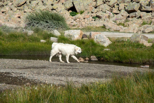 Mercantour, Saint-Dalmas-le Selvage - patou, chien de berger