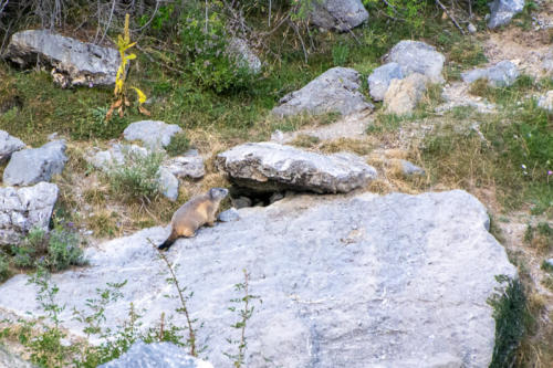 Mercantour, Saint-Etienne de Tinée - vallon de Roya, marmotte des alpes