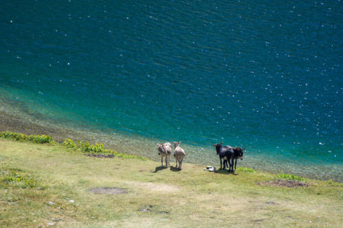 Mercantour, lacs de Vens - les ânes du refuge