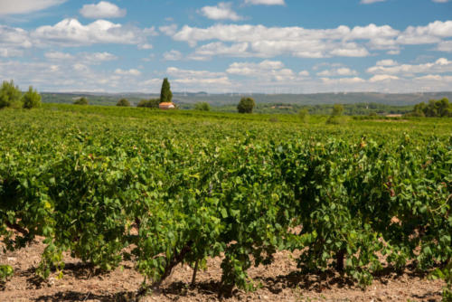 Occitanie-Mèze, balade dans les vignes