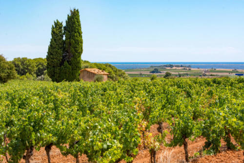 Occitanie-Mèze, balade dans les vignes