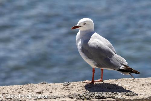 Nouvelle Zélande Sud -  Mouette scopulineChroicocephalus novaehollandiae scopulinus - Silver Gull