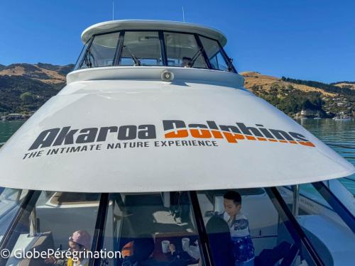 Nouvelle Zélande Sud -Croisière Dauphin en Baie d'AkaroaCroisière Dauphin en Baie d'Akaroa